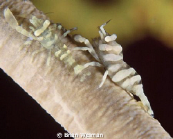 Shrimps on Whip by Brian Welman 